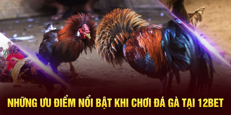 Những ưu điểm nổi bật khi chơi đá gà tại 12BET